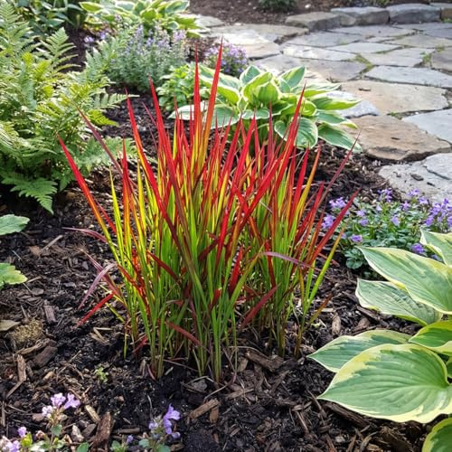 Bloomique - Juego de 3 - Imperata Cylindrica Red Baron - Hierba de sangre japonesa - Hierba ornamental - Resistente al invierno - Planta perenne de 10-20 cm de altura - Maceta de 9 cm