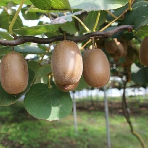 Planta Frutal Kiwi Femenino Howard En Jarrón 20 Edad 2/3 Años (Foto Real)