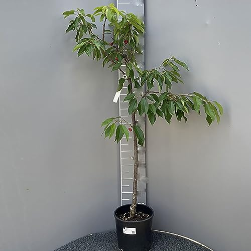 SAVINI VIVAI Obstpflanzen, selbstfruchtbarer Kirschbaum, neuer Stern im Topf, 22–24 cm, 2–3 Jahre, Höhe 130–150 cm, hergestellt in Italien