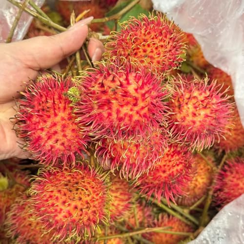 rambután - rambután los amantes de la jardinería columnares raros Cultivo verdes, interior, Semillas decoración 30semillas