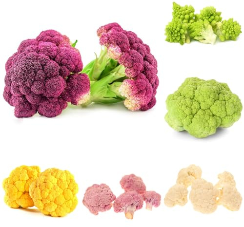 Semi di cavolfiore - raro per gli amanti del giardino giardino sul balcone resistenti esotico aromatiche da resistenti per giardini rocciosi 350pcs