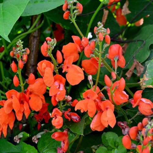 Semillas de judía escarlata - variedades antiguas y raras Semillas de frijol escarlata - balcón invernadero verdes hortícolas invierno 25pcs