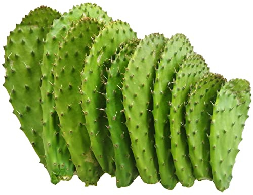 3kg Pale fico d'india fresche per cucinare commestibili nopal - O. ficus indica