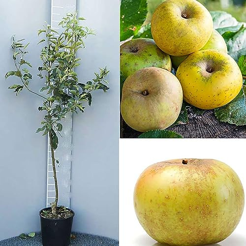 SAVINI VIVAI Pianta di Melo Renetta Piante da Frutto Albero di Mela in Vaso 22-24 cm 2-3 Anni Altezza 130-150 cm Made in Italy