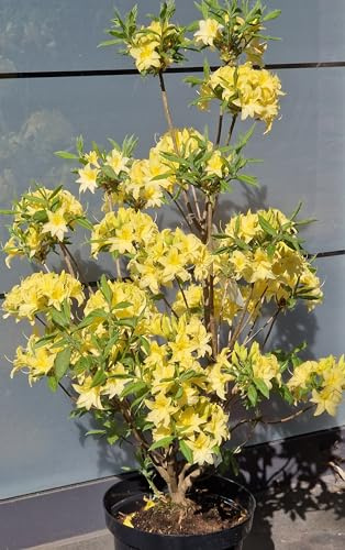 duftende Garten Azalee Rhododendron x mixtum Sonnenköpfchen (50-60 cm) | Duftend, winterhart & immergrün – bienenfreundlich, kompakter Wuchs für Garten & Kübel