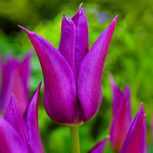 8 Bulbos de Tulipanes liliumformis 'Purple Dream' | 12/+ cm de circunferencia | Bulbos de los mejores productores holandeses | Selección exclusiva y control de calidad | Floración garantizada.