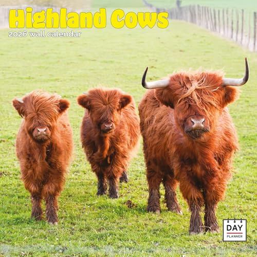 Dayplanner Publishing Highland Cows Calendar 2026, Large Square Wall Calendar,16 Month, Highland Cows Gift Animal Calendar