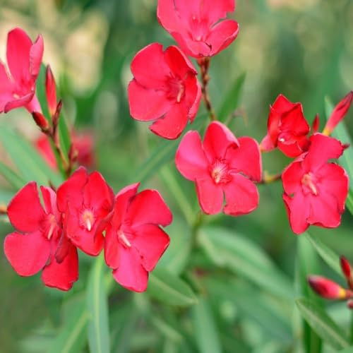semillas de adelfa resistentes - en resistentes, jardín resistente de jardin bonsái perennes, balcón semillas 40pcs