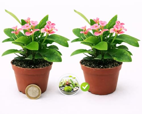 POWERS TO FLOWERS - EUPHORBIA VULCANA ROSA MICRO, 2 PIANTE, IDEALE PER TERRARIUM, VASO 5,5CM, spina di cristo, pianta vera