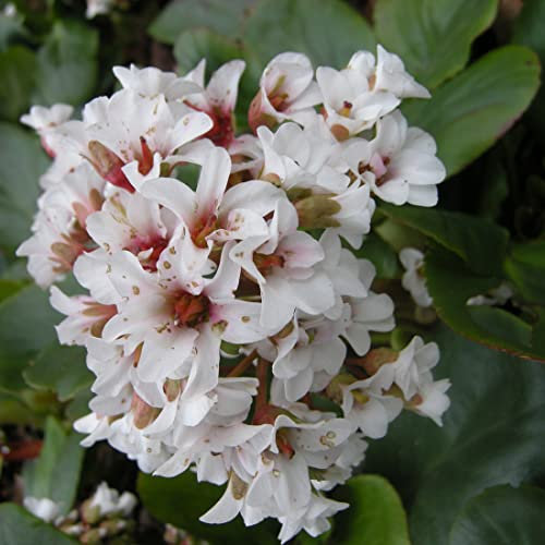 12 unidades o 1 m² Bergenia 'Silberlicht - Bergenia 'Silberlicht' Maceta 9x9 cm