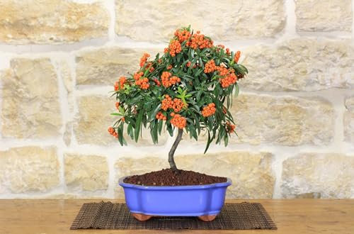 Bonsai di Pyracantha in vaso a nuvola azzurro - bacche arancioni