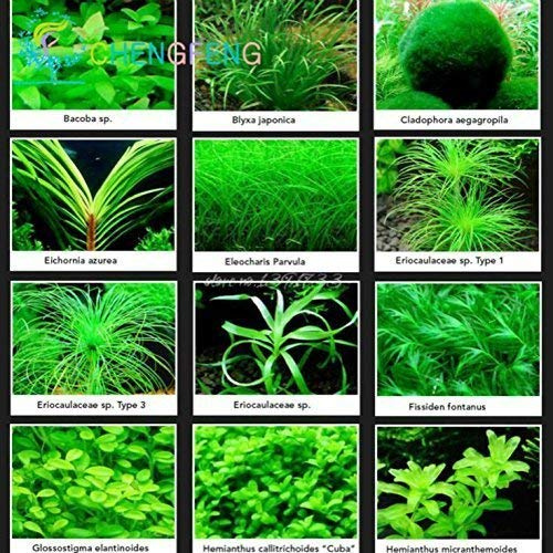 Light Green : 100 Pcs Aquarium Grass Seeds Mini Aquatic Plants Tank Grass Seed Indoor Beautifying Fish Plant DIY Home Herbs * Rare Watch Gift:Seeds Only