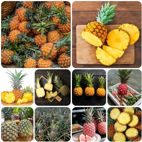Semi di ananas - perenni da frutto colonnare semi di da esterno resistenti semi di per il giardino regali per gli amanti 30pcs