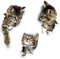WandSticker4U®- 3x 3D KATZEN zum Kleben I Wandsticker Klo WC Aufkleber Toilettendeckel Katze selbstklebend I Wandtattoo Tier Küche Möbel Tür- & Kühlschrank-Aufkleber