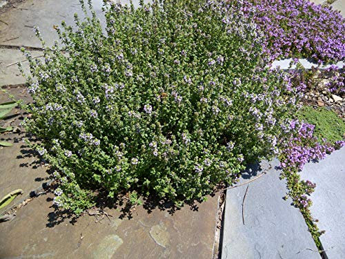 Thyme Plant for Culinary Use - Thymus Shrub in a 14cm Pot - Can Be Planted in Patio Pots