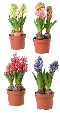 Hyacinthus Orientalis - Pack 4 Unidades - Plantas Vivas - Bulbos de Flores de Jardín