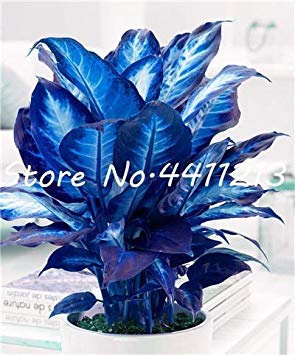 50 pz Dieffenbachia Rare Ornamentale Dieffenbachia Albero Ufficio purificare l'aria assorbi Nocivo Gas Giardino Domestico di DIY: 10