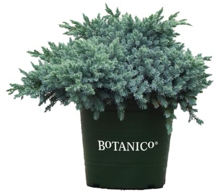 Juniperus, Wacholder, Blue Star, blaue Nadeln, immergrün, kompakt, pflegeleicht, winterhart, Zierstrauch, Gartenpflanze, dekorativ