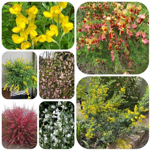 ginster winterharte deko balkon ginster bio blumenbeet, schnittblumen kletterpflanzen winterhart zierblumen 300samen