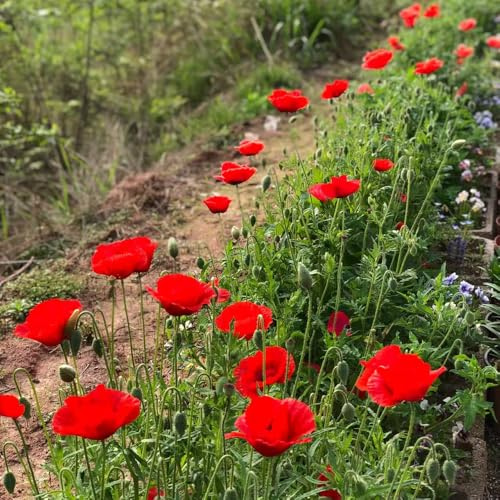 Semillas de Amapola,Perennes Resistentes al Invierno,de Colores Vibrantes 150pcs