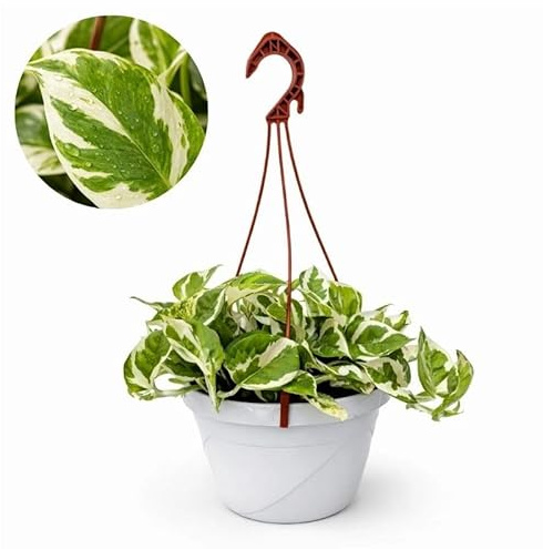 I GIARDINI DI GIULIA - Pothos Pianta Vera N Joy Ricadente Variegato in Vaso Sospeso, Pianta di Pothos da Interno con Vaso, Pothos N Joy (Foglie bianche)