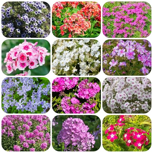 phlox bodendecker - balkon stauden exotische zimmerpflanzen 1200samen