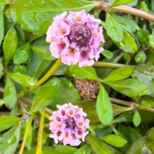 teppichverbene kräuterbeet bodendecker winterhart mehrjährig schmetterlingsflieder gartendeko für draußen gartenblumen mehrjährig winterhart sträucher blühend 100samen