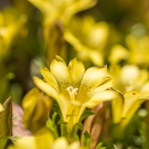 Enzian schattenpflanzen garten winterhart gartensamen winterharte stauden für pralle sonne wildblumen balkonblumen blumensamen balkon topfpflanze pflanzenkübel balkonpflanzen 20samen