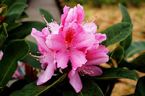 Rhododendron Furnivalls Daughter Rhododendron Hybride Furnivalls Daughter Containerware 30-40 cm