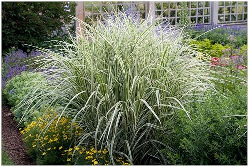 Stauden Gänge 1 x Miscanthus sinensis 'Variegatus' winterhart | Weißes Ziergras für Sonne, Blüte August bis Oktober, mehrjährig, 1 L Topf (11x11 cm)