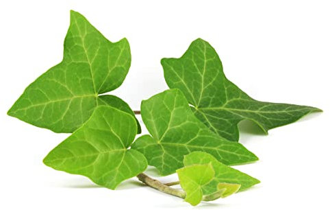 Garden Perennial Ivy 'Hedera Helix', 4 x Full Plants in 1 Litre Pots, Ivy Plants, Garden Perennials, Ready to Plant, Premium Quality Plants