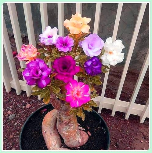 Blumenzwiebel Mix, Mysteriöse magische Glühbirne, Winterhart pflanzen, Mehrjährige Blumenzwiebel ist winterhart,Winterhart zwiebeln-1 Wüstenrose