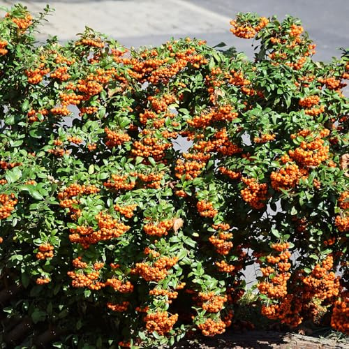 300 piezas semillas de espino de fuego, enanos para los amantes del jardín interior balcón invernadero