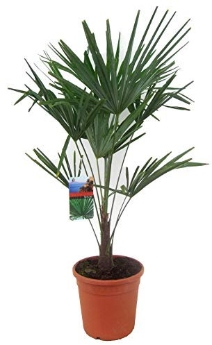 Sonderposten Chinesische Hanfpalme 70-100 cm – Trachycarpus fortunei, Robuste Zimmerpflanze für Garten und Terrasse, Winterhart und Pflegeleicht