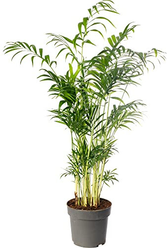 GardenersDream Chamaedorea Elegans (17cm, 70cm) - Plante d'Intérieur Naturelle Vivante - Palmier Plante Verte Intérieur - Plantes d'Intérieur Authentiques