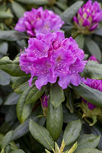 Rhododendron Hybride Lee's Dark Purple 100-120 cm immergrün winterhart