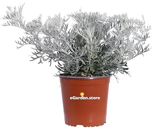 Pianta di Senecio Vira-Vira pianta ornamentale da esterno cespuglio di Senecio fiore giallo vero venduta da eGarden.store