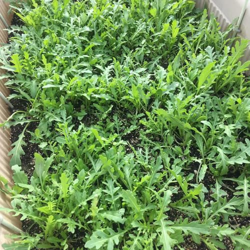 rucolasamen winterhart bio, salatrauke, bodendecker stauden balkon garten deko 100pcs