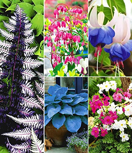 BALDUR Garten 12er Set Winterhartes Stauden-Schattenbeet, Fuchsie Blue Sarah, Incarvillea Blüten-Mix, Tränendes Herz, Schmuck-Farn Japanese Painting, Riesen-Hosta Halcyon, winterhart, mehrjährig