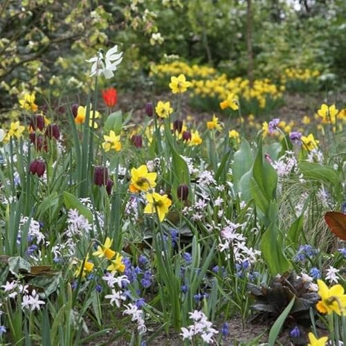 Natural Bulbs – Paket Schaugarten Mischung 100 ST - BIO - Blumenzwiebeln winterhart mehrjährig aus Holland – Perfekt für Bienen - Blumenzwiebeln Mix - Frühblüher Frühlingsblumen