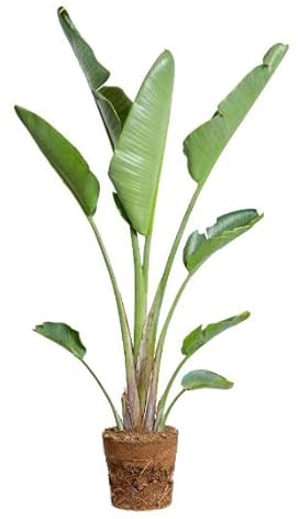 Strelitzia | DECOALIVE | Ave del Paraíso | Planta de Interior y Exterior | Planta Natural