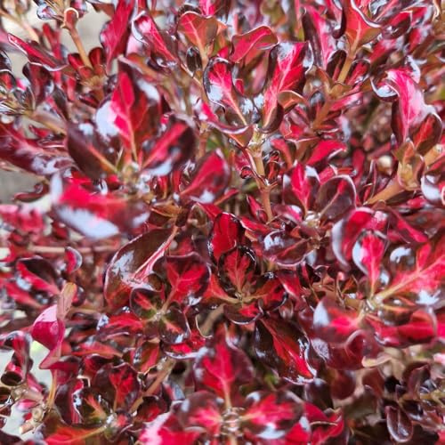 YouGarden Coprosma 'Northern Lights', 1 x Evergreen Shrub in 9cm Pot, Red Variegated Patio Foliage Plant