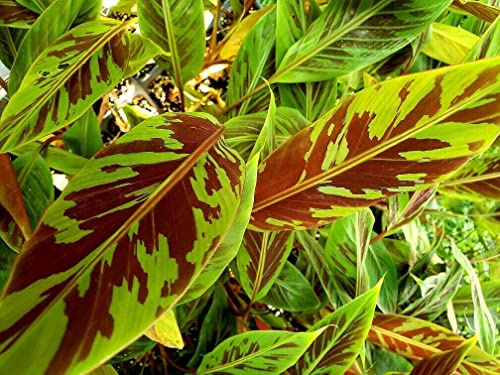 25 Graines de Bananier Musa Sumatrana, Musa Acuminata SSP. Zebrina Banana Seeds : Package Contatins seeds