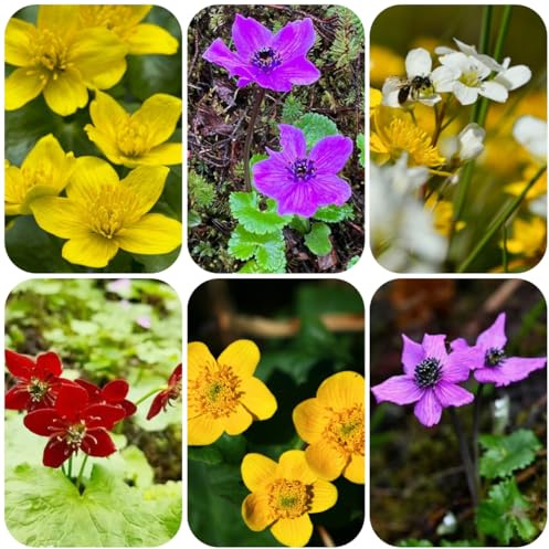 sumpfdotterblume, schmetterlingswiese Caltha palustris, kräuterpflanzen miniteich alte sorten nachhaltige produkte teichpflanzen 200samen