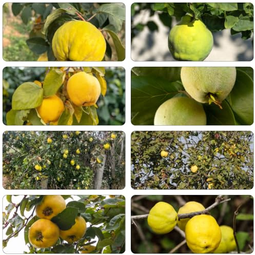 Quittenbaum pflanzensamen pflanztöpfe winterharte kübelpflanzen dachbegrünung zwergobstbäume biosaatgut dekopflanzen säulenobstbäume obstpflanzen balkon deko hochbeete für garten 85samen