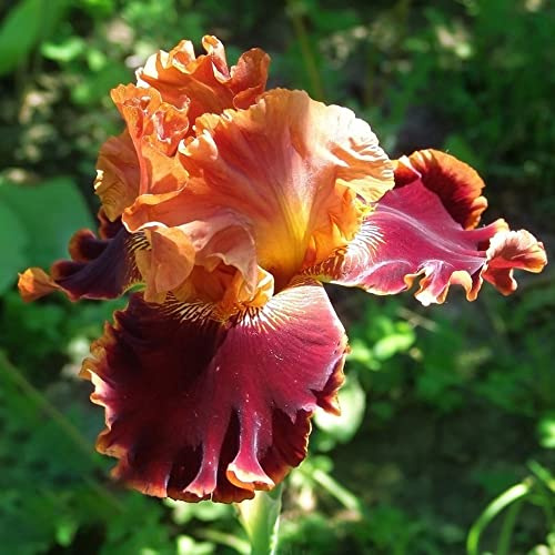 bulbos iris decoración cama elevada de bonsái reverdecimiento de tejados jardín rocas prado balcón camas elevadas balcón decoración 3pcs