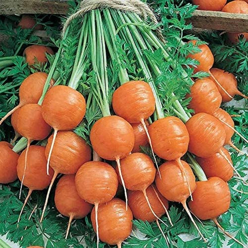 500 Pièces Graines De Carottes Mini Carottes Rondes Rares Forme Mignonne Légume Ornemental Essentiel Du Jardin Forte Adaptabilité Convient Au Jardinier Novice