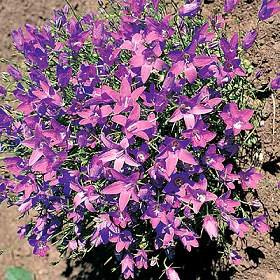 Campanula portenschlagiana 20 seeds
