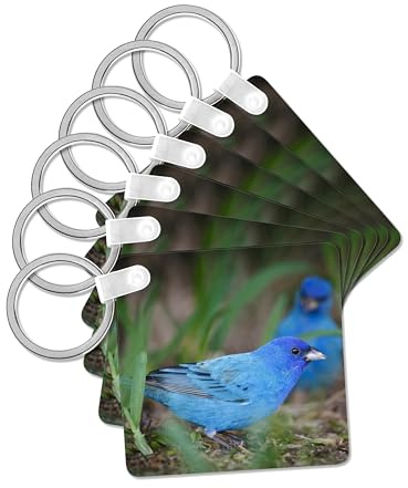3dRose, Indigo Bunting male birds feeding, Spring, Texas, USA - US44 LDI0956 - Larry Ditto, set of 6 Key Chains
