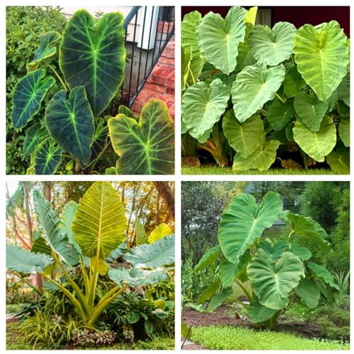 Bulbos de orejas de elefante. Perenne resistente al frío, fácil de cultivar y mantener, siempre verde todo el año, decoración moderna, adecuada para principiantes.-3bulbos-E
